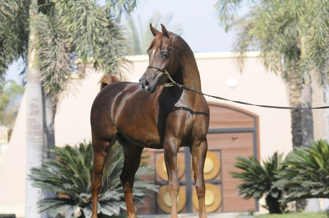 Borkan Al Farida