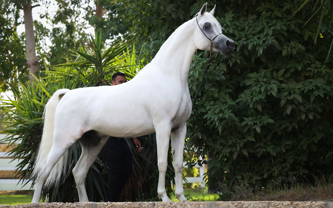 Farid Al Kharafy