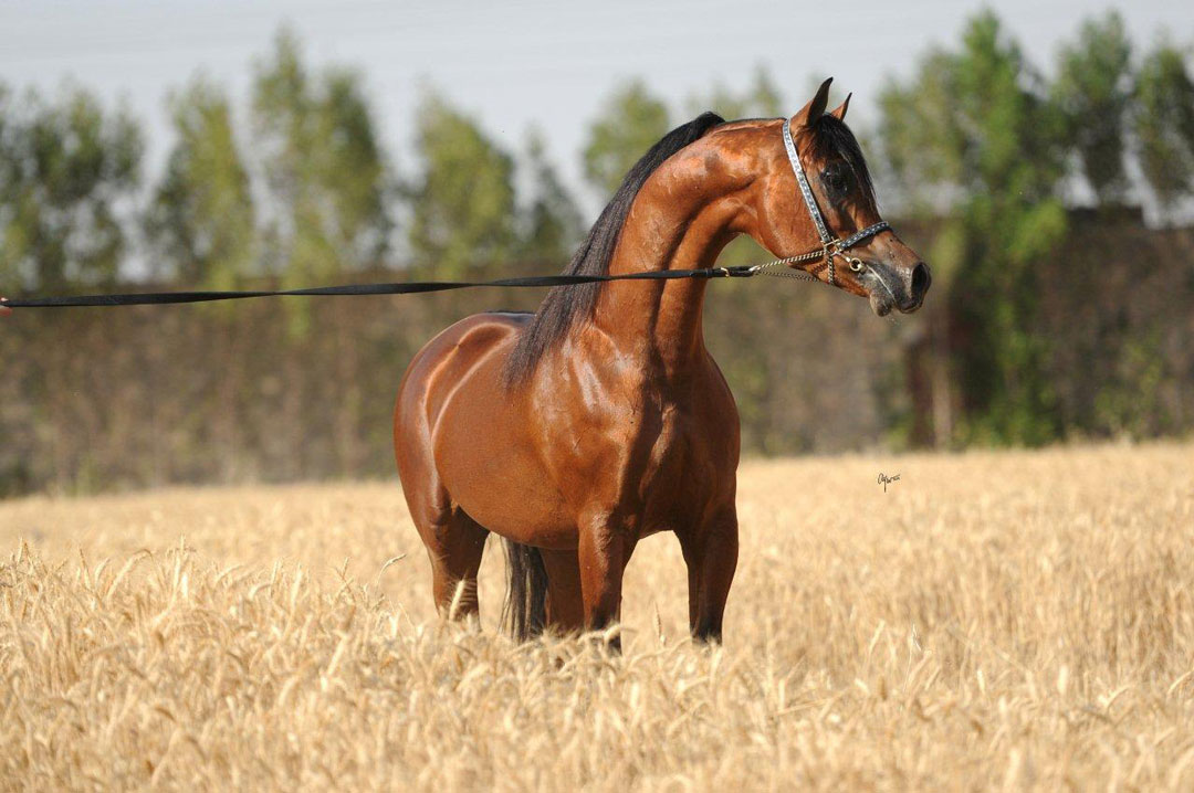 Mazen Al Bidayer