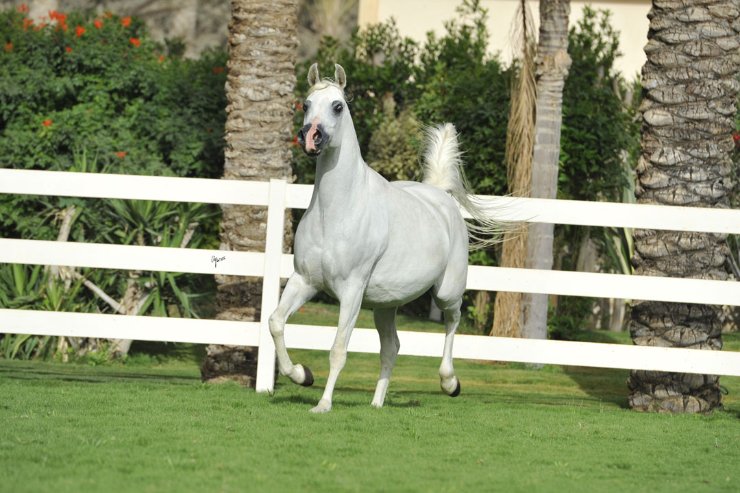 Badaweya El Farida