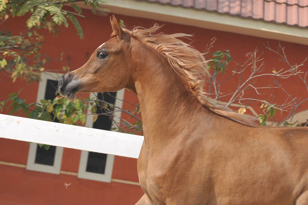 BELQIUS EL FARIDA