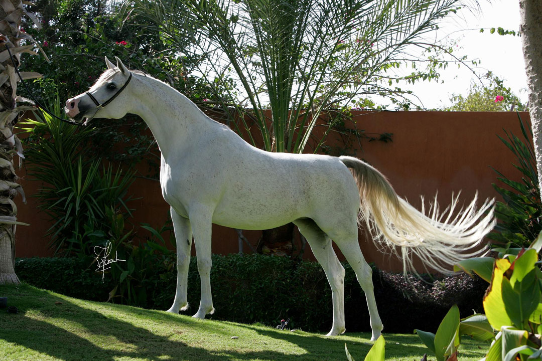 IMPERIAL BAALANAH