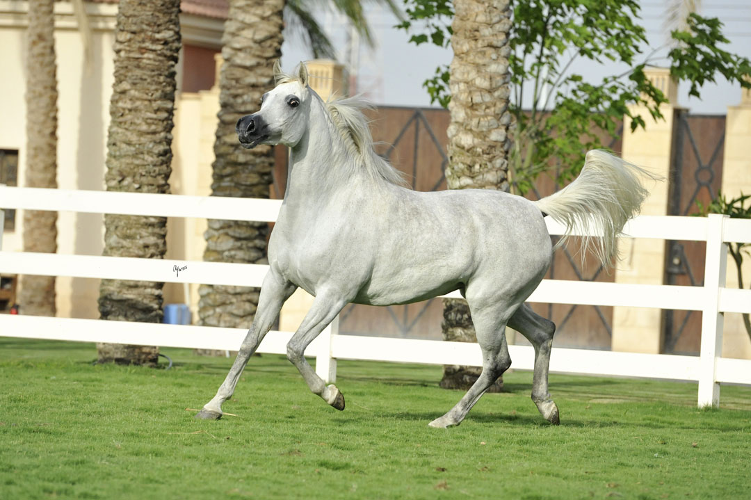 Sayedah El Farida